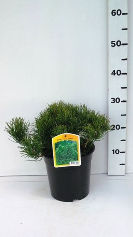 Pinus mugo 'Pumilio ES19  C3