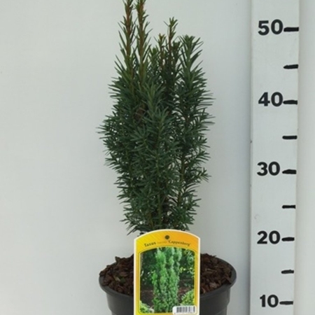 Taxus bacc Fastigiata Cappenberg ES19  C3