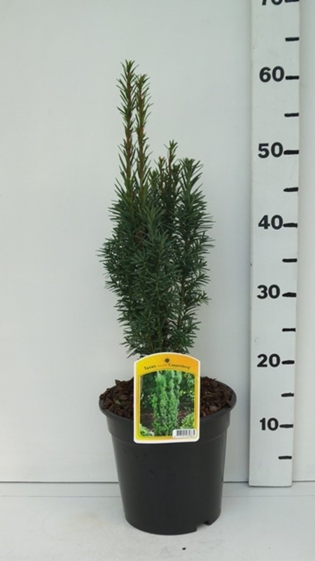 Taxus bacc Fastigiata Cappenberg ES19  C3