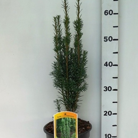 Taxus bacc Fastigiata Cappenberg ES19  C3