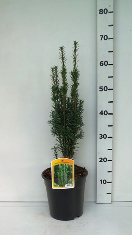 Taxus bacc Fastigiata Cappenberg ES19  C3