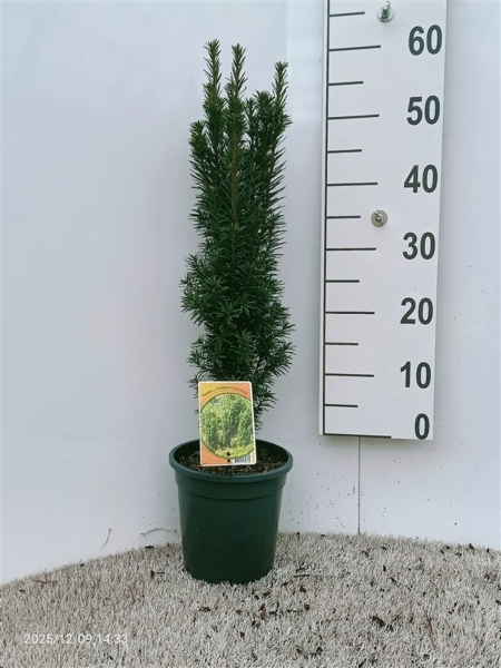 Taxus bacc Fastigiata Cappenberg ES19  C3