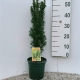 Taxus bacc Fastigiata Cappenberg ES19  C3