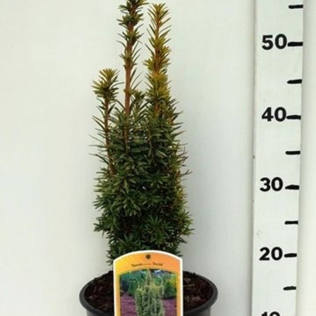 Taxus bacc. 'David' ES19  C3
