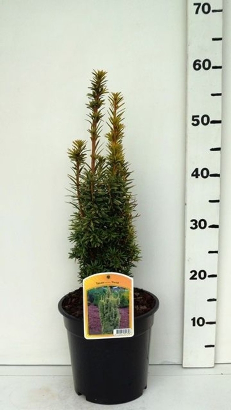 Taxus bacc. 'David' ES19  C3