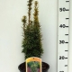 Taxus bacc. 'David' ES19  C3