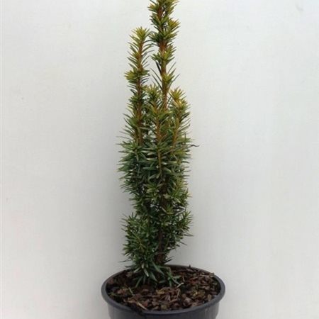 Taxus bacc. 'David' ES19  C3