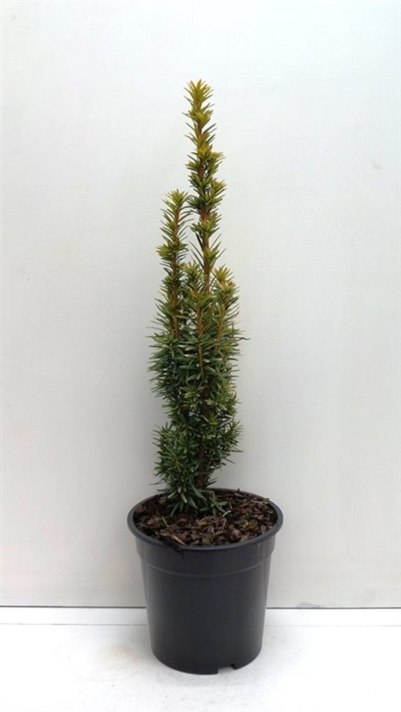 Taxus bacc. 'David' ES19  C3