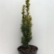 Taxus bacc. 'David' ES19  C3