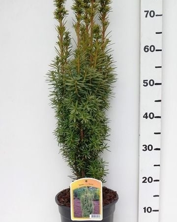 Taxus bacc. 'David' ES19  C3