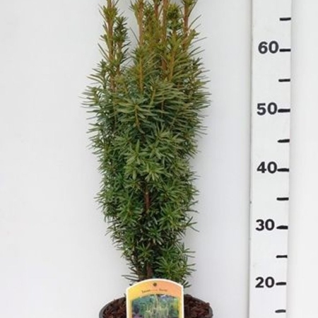Taxus bacc. 'David' ES19  C3
