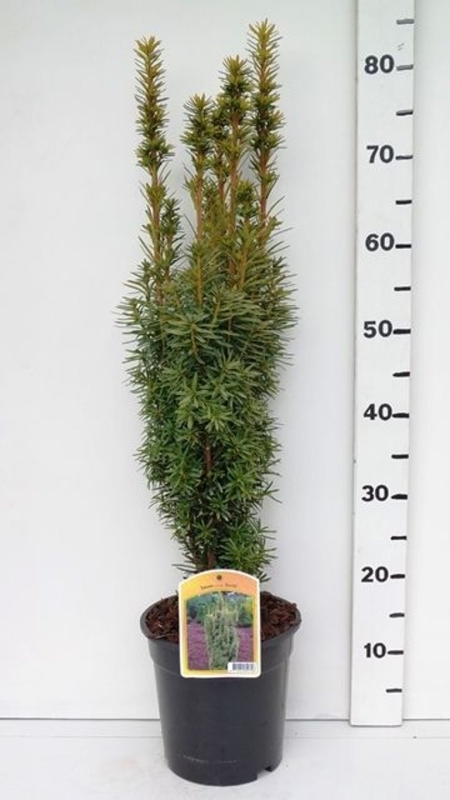 Taxus bacc. 'David' ES19  C3