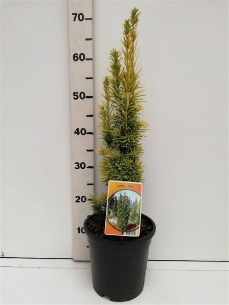 Taxus bacc. 'Fastigiata Aurea' ES19  C3