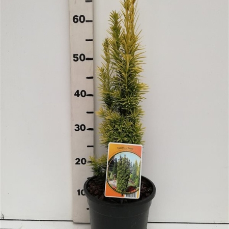 Taxus bacc. 'Fastigiata Aurea' ES19  C3