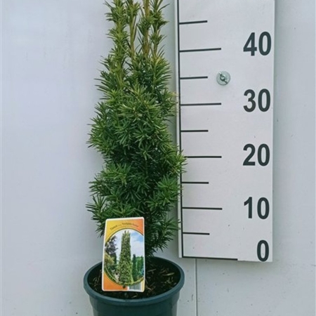 Taxus bacc. 'Fastigiata Aurea' ES19  C3