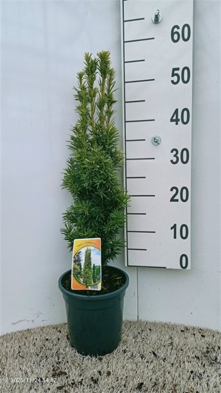 Taxus bacc. 'Fastigiata Aurea' ES19  C3