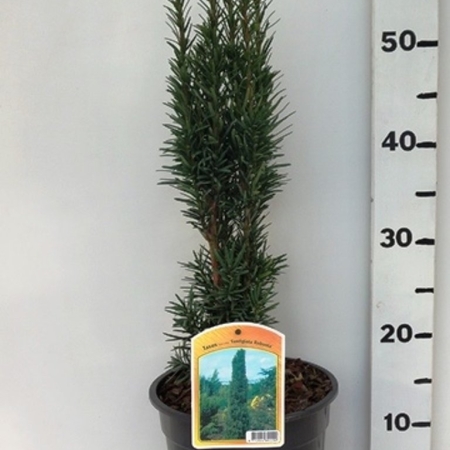Taxus bacc. 'Fastigiata Robusta' ES19  C3