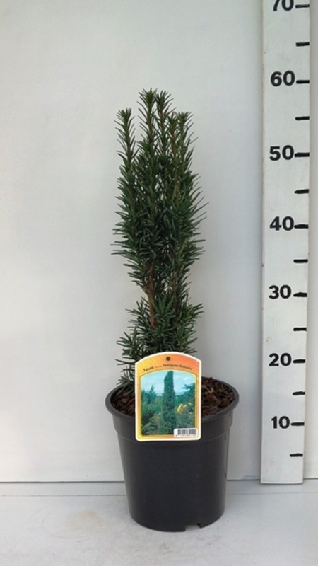 Taxus bacc. 'Fastigiata Robusta' ES19  C3