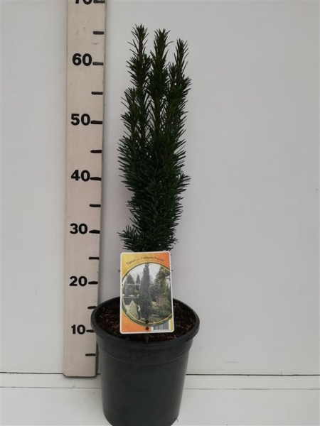 Taxus bacc. 'Fastigiata Robusta' ES19  C3