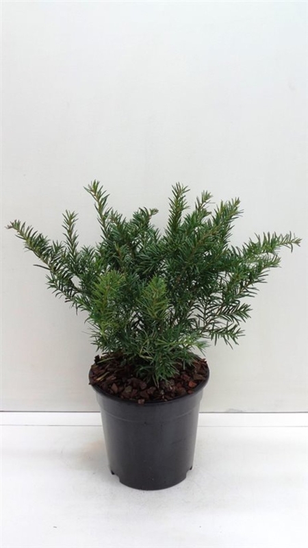 Taxus bacc. 'Repandens' ES19  C3