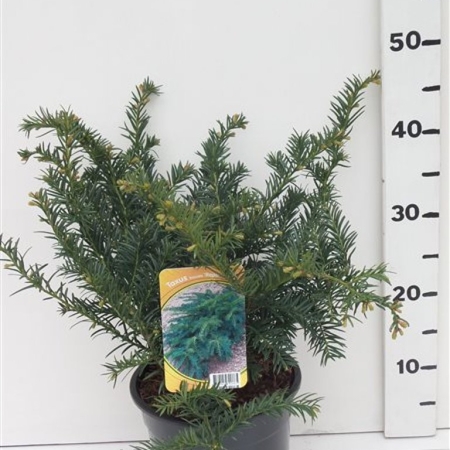 Taxus bacc. 'Repandens' ES19  C3