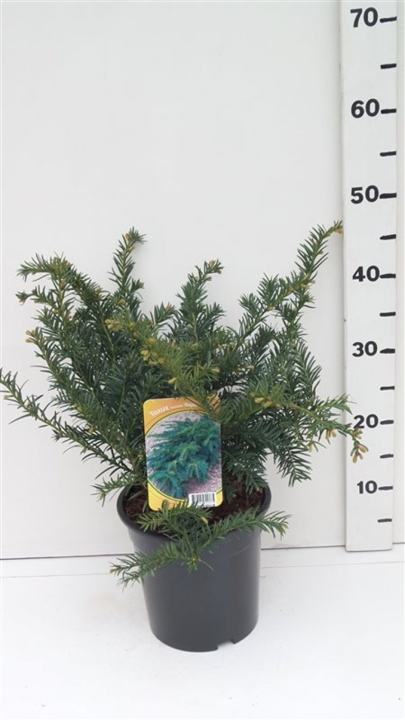 Taxus bacc. 'Repandens' ES19  C3