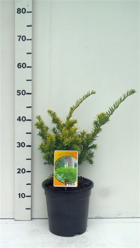 Taxus bacc. 'Semperaurea' ES19  C3