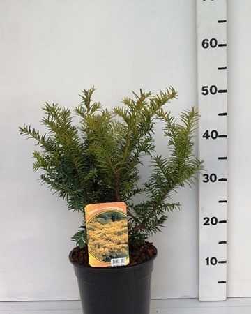 Taxus bacc. 'Summergold' ES19  C3