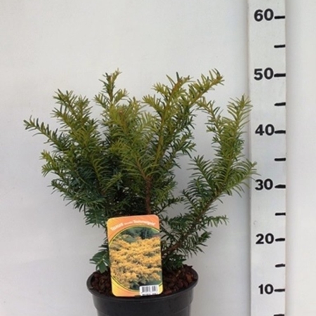 Taxus bacc. 'Summergold' ES19  C3