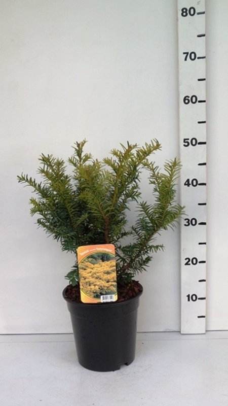 Taxus bacc. 'Summergold' ES19  C3