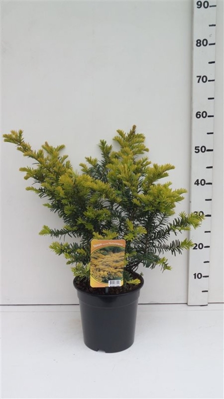 Taxus bacc. 'Summergold' ES19  C3