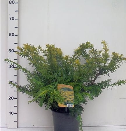 Taxus bacc. 'Summergold' ES19  C3