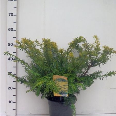 Taxus bacc. 'Summergold' ES19  C3