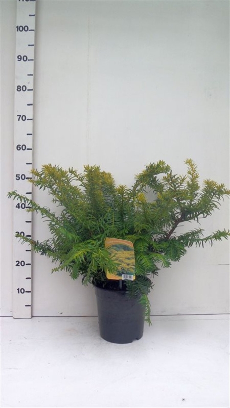 Taxus bacc. 'Summergold' ES19  C3