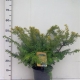 Taxus bacc. 'Summergold' ES19  C3