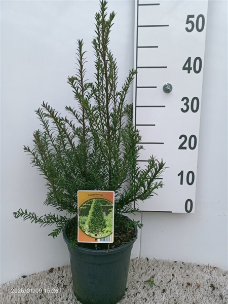Taxus baccata ES19  C3