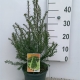 Taxus baccata ES19  C3