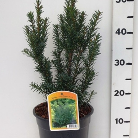 Taxus cuspidata 'Nana' ES19  C3
