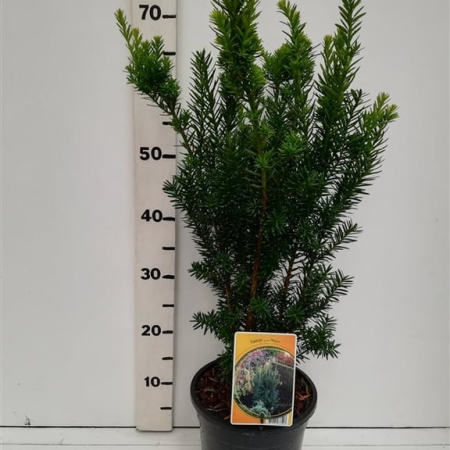 Taxus cuspidata 'Nana' ES19  C3