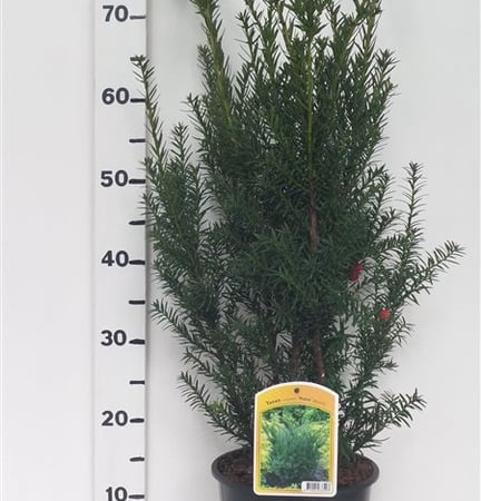 Taxus cuspidata 'Nana' ES19  C3