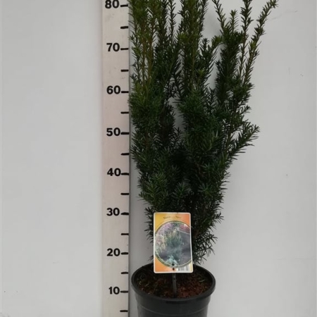 Taxus cuspidata 'Nana' ES19  C3