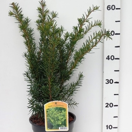 Taxus media 'Densiformis' ES19  C3