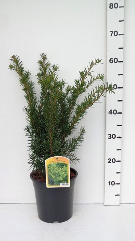 Taxus media 'Densiformis' ES19  C3
