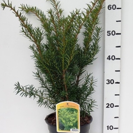 Taxus media 'Densiformis' ES19  C3