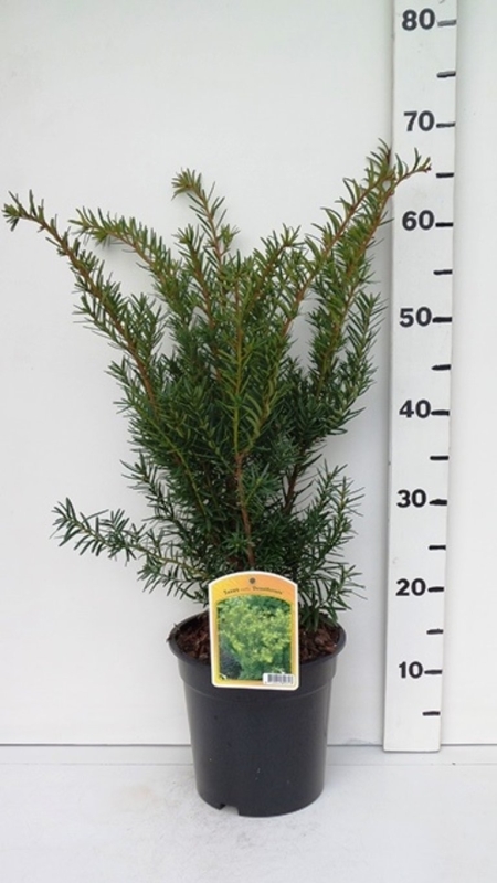 Taxus media 'Densiformis' ES19  C3