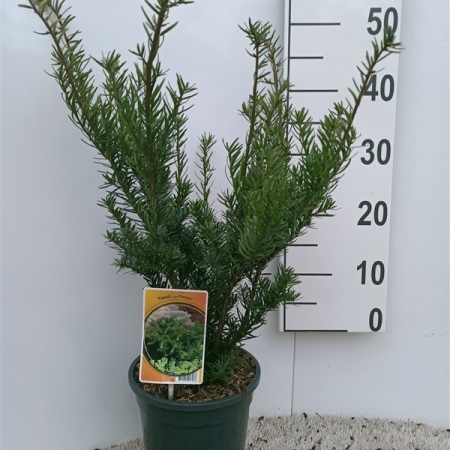 Taxus media 'Farmen' ES19  C3