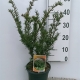 Taxus media 'Farmen' ES19  C3