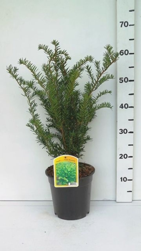 Taxus media 'Green Mountain' ES19  C3