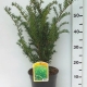 Taxus media 'Green Mountain' ES19  C3
