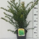 Taxus media 'Green Mountain' ES19  C3